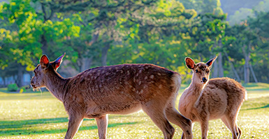 環境保全イメージ（奈良公園）